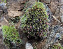 Attēlu rezultāti vaicājumam “Grimmia pulvinata”