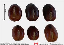 Attēlu rezultāti vaicājumam “Vicia faba”