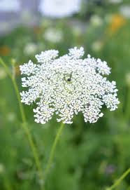 Attēlu rezultāti vaicājumam “Cicuta virosa leaf”