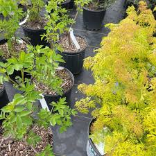 Attēlu rezultāti vaicājumam “Sambucus”