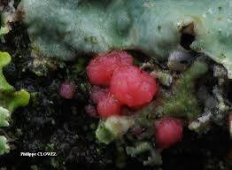 Attēlu rezultāti vaicājumam “Illosporiopsis christiansenii”