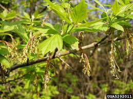 Attēlu rezultāti vaicājumam “Acer negundo bud”