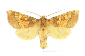 Attēlu rezultāti vaicājumam “Gortyna flavago”