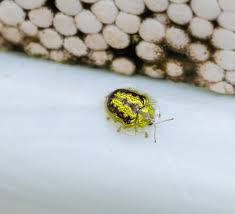 Attēlu rezultāti vaicājumam “Cassida”