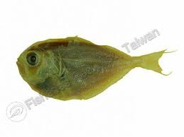 Image result for Eumegistus illustris