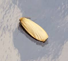 Attēlu rezultāti vaicājumam “Eilema griseola larva”