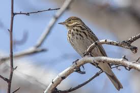 Image result for Anthus trivialis