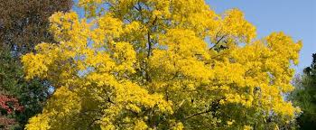 Attēlu rezultāti vaicājumam “Robinia pseudoacacia”