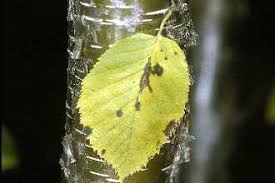 Attēlu rezultāti vaicājumam “Betula alleghaniensis leaf”