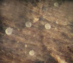 Attēlu rezultāti vaicājumam “Hyaloscypha hyalina”