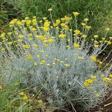 Image result for Helichrysum subulifolium