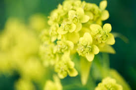 Attēlu rezultāti vaicājumam “Euphorbia virgata leaf”