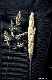 Attēlu rezultāti vaicājumam “Holcus lanatus  fruit”