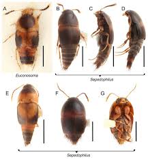 Attēlu rezultāti vaicājumam “Sepedophilus sp.”