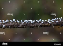 Attēlu rezultāti vaicājumam “Didymium nigripes”