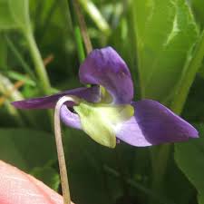 Attēlu rezultāti vaicājumam “Viola odorata bud”