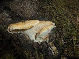 Attēlu rezultāti vaicājumam “Hydnum sp.”