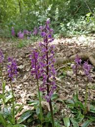 Attēlu rezultāti vaicājumam “Orchis mascula flower”