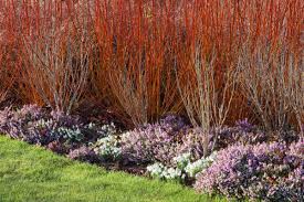 Attēlu rezultāti vaicājumam “Salix alba var. vitellina”