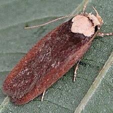 Attēlu rezultāti vaicājumam “Depressaria depressana”