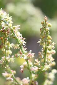 Attēlu rezultāti vaicājumam “Rumex acetosa flower”