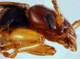 Attēlu rezultāti vaicājumam “Forficula auricularia”