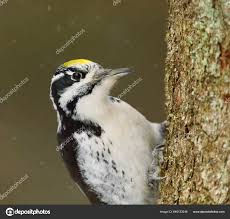 Attēlu rezultāti vaicājumam “Picoides tridactylus”