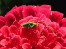 Attēlu rezultāti vaicājumam “Phaneroptera falcata”