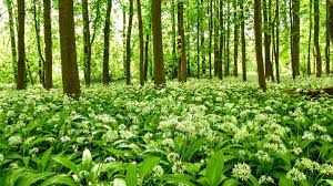 Image result for Bärlauch