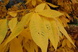 Attēlu rezultāti vaicājumam “Carya ovata leaf”