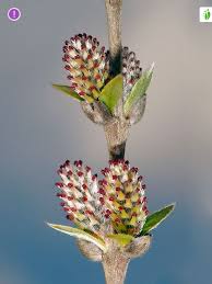 Attēlu rezultāti vaicājumam “Salix repens subsp. rosmarinifolia”