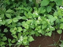 Attēlu rezultāti vaicājumam “Fagopyrum esculentum”