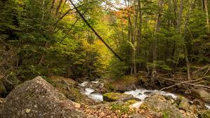 Image result for Bushiki Kwai