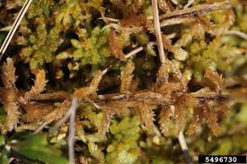 Attēlu rezultāti vaicājumam “Sphagnum papillosum”