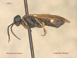 Attēlu rezultāti vaicājumam “Tenthredinidae”