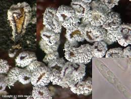 Attēlu rezultāti vaicājumam “Proliferodiscus pulveraceus”