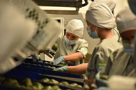 Attēlu rezultāti vaicājumam “Libanotis montana fruit”