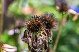 Attēlu rezultāti vaicājumam “Echinacea purpurea bud”