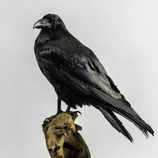 Attēlu rezultāti vaicājumam “Corvus corax adult”