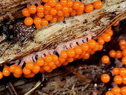 Attēlu rezultāti vaicājumam “Hemitrichia decipiens spores”