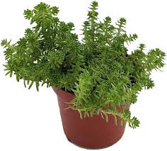 Attēlu rezultāti vaicājumam “Sedum sexangulare”