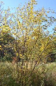 Attēlu rezultāti vaicājumam “Alnus incana female flower”