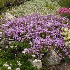 Image result for Penstemon