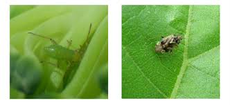 Attēlu rezultāti vaicājumam “Lygus nymph”