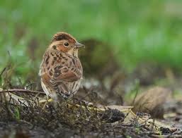 Image result for Emberiza pusilla