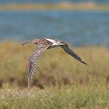 Attēlu rezultāti vaicājumam “Numenius arquata adult”