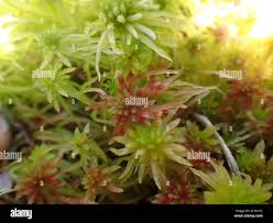 Attēlu rezultāti vaicājumam “Sphagnum quinquefarium”