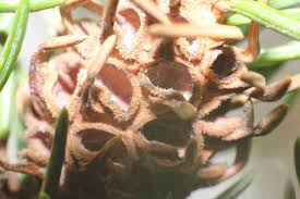 Attēlu rezultāti vaicājumam “Sacchiphantes abietis”