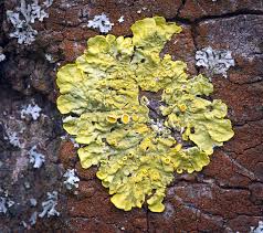 Attēlu rezultāti vaicājumam “Xanthoria parietina”