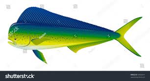 Image result for Coryphaena hippurus